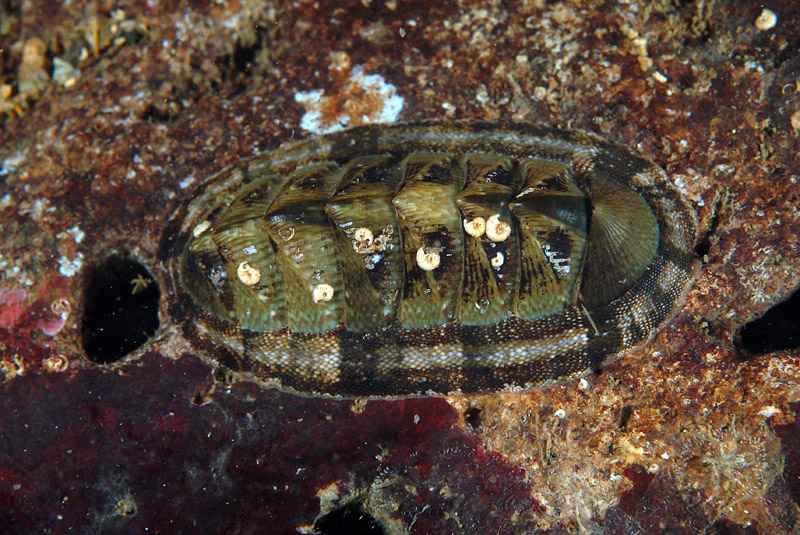 Chiton olivaceus